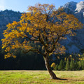 Ahornboden
